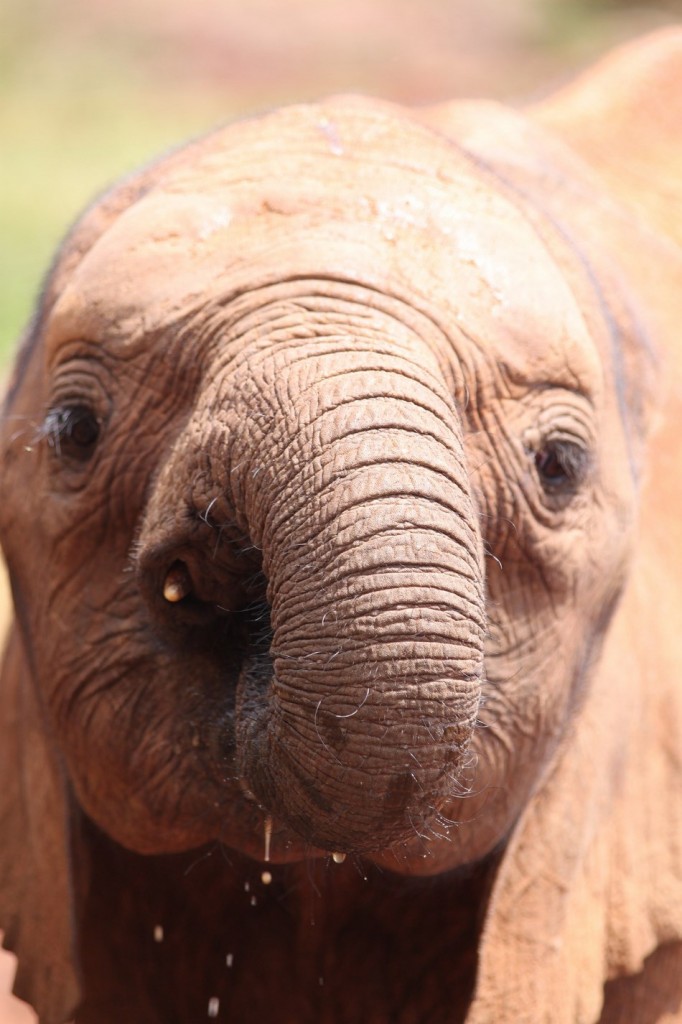 IMG_9292 (Copier) (Copier)